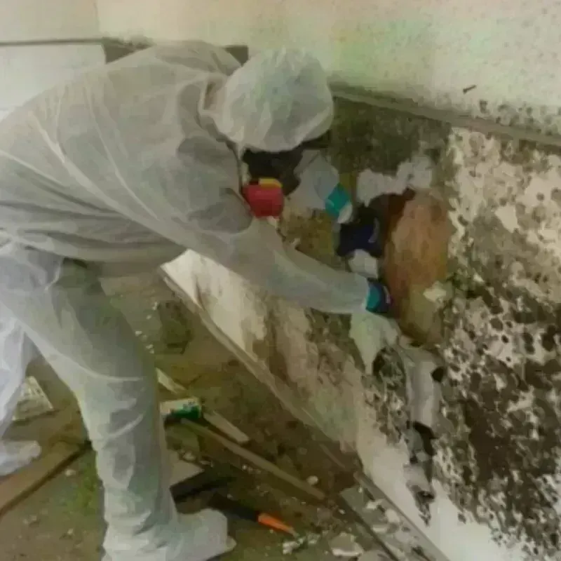 Mold Remediation and Removal in Delaware County, PA